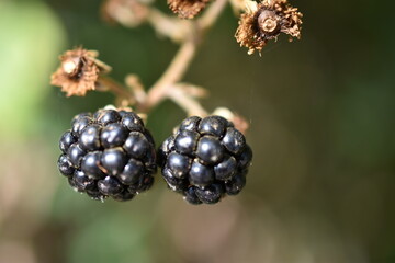 Moras negras