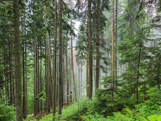 Misty forest in the Ukrainian Carpathians