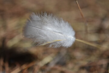 Pluma blanca enganchada en hierbajo