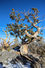 Bristlecone Pine tree in Mount Charleston recreation area