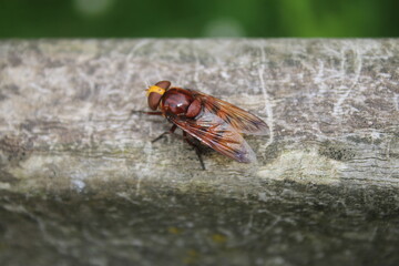 Close up of bee, the brown stripe sandy yellow insect resting on stone wall near bug hotel in organic garden in Summer with green plant background