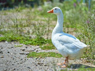 A white goose walks along the road