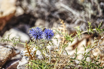 close up of a blooming thistle on cres island