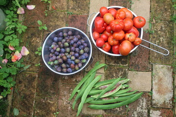 Close up of damson plum fruit, ripe red tomatoes in colander bowls and French green beans freshly harvested from organic English garden orchard flat lay view on vintage brick path  Summer day light