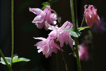 The catchment is ordinary or Aquilegia ordinary. Aquilegia Vulgaris. Light pink flowers of a bizarre shape, resembling bells on thin long stems with small green leaves.