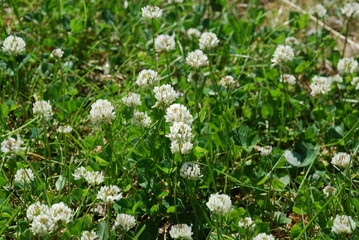 White clover flowers among low grass. Among the thin long leaves and stems of the grass grew white, fluffy clover flowers. The flowers are on thin, short stems.