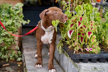 Brown young american pitbull terrier dog on leash sniffing flowers in blooming plot. Walking in company of adorable and funny puppy in garden. Concept of pet therapy or dog rental in quarantine