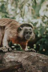 beautiful tropical jungle titi monkey