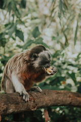 beautiful tropical jungle titi monkey