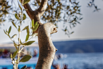 view of olive twigs on a tree