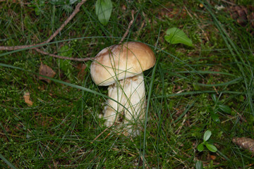 beautiful closeup of wild forest mushrooms in grass, autumn season. different kind of forest mushrooms, poisonous with beautiful colors