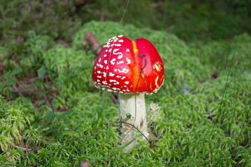 beautiful closeup of wild forest mushrooms in grass, autumn season. different kind of forest mushrooms, poisonous with beautiful colors