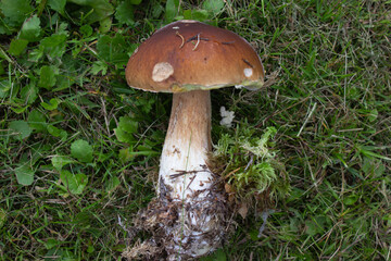 beautiful closeup of wild forest mushrooms in grass, autumn season. different kind of forest mushrooms, poisonous with beautiful colors