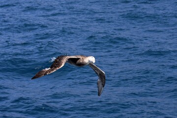 Albatros segelt übers Meer