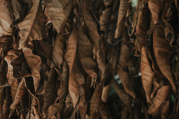 Fototapeta na wymiar dry brown leaves texture