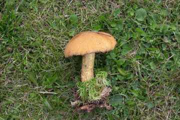beautiful closeup of wild forest mushrooms in grass, autumn season. different kind of forest mushrooms, poisonous with beautiful colors