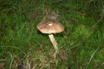 Fototapeta na wymiar beautiful closeup of wild forest mushrooms in grass, autumn season. different kind of forest mushrooms, poisonous with beautiful colors