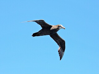 Albatros segelt übers Meer