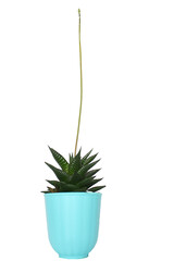 havortia with a flower stalk at the white wall. a rare phenomenon is blooming haworthia. succulent in a blue pot