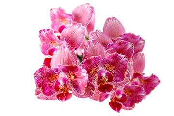 Blooming peloric orchid flowers phalaenopsis called Pirate Picottee isolated