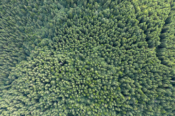 Top view of centuries old Carpathian forest trees, Drone photography. aerial view. 