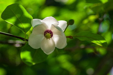 piękny biały kwiat magnolii na krzewie