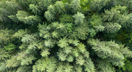 Top view of centuries old Carpathian forest trees, Drone photography. aerial view. 