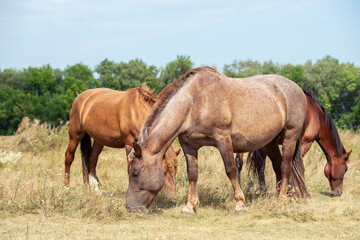 Horses of heavy draft breed graze in the pasture