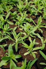 Large group of green seedlings growing in pots with soil inside hothouse