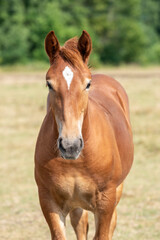 Naklejka na ściany i meble Portrait of a chestnut foal with a white star. Foal of heavy draft breed in a pasture