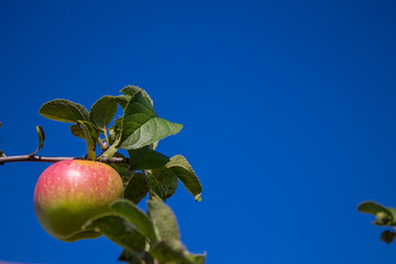 A ripe, fresh red-green apple hangs on a branch with leaves close-up against a bright blue sky on a sunny day. Concept gardening