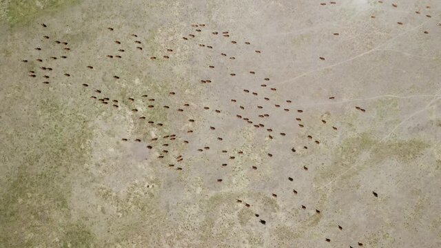 Aerial: Cattle grazing on a ranch, Ukiah, Oregon, USA
