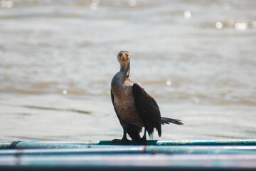 neotropical cormorant water bird basking in the sun