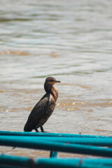 neotropical cormorant water bird basking in the sun