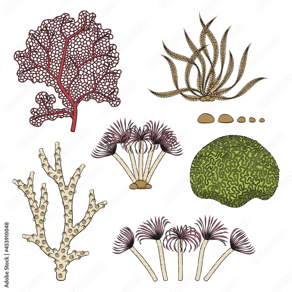 Poster set of color illustrations with corals and algae. isolated vector objects on a white background.