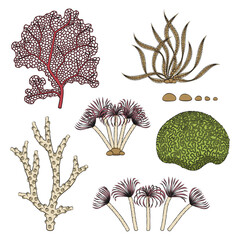Set of color illustrations with corals and algae. Isolated vector objects on a white background.