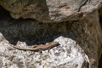lézard des murailles