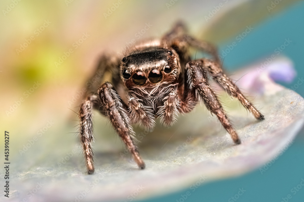 Canvas Prints close-up of a beautiful spider, super macro image of a jumping spider (salticidae) on a brine leaf, 