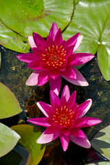 Fleurs de lotus roses sur un étang