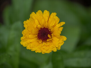 Yellow perfection in the garden
