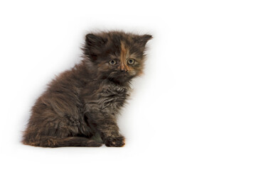 Cute kitten isolated on white background