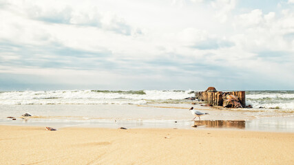 Seagull on the sea beach against the background of an old breakwater of logs and stones in a wavy sea and a dramatic sky