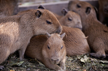 Hydrochoerus hydrochaeris animal portrait