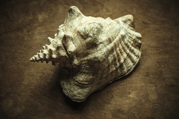 A large antique gray seashell on a vintage wooden table in the office.