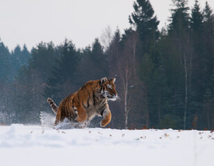 Fototapeta na wymiar Natural scene with siberian tiger runnig in snowy taiga in russia (Panthera tigrais altaica)