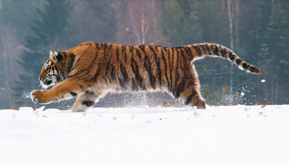 Fototapeta premium Natural scene with siberian tiger runnig in snowy taiga in russia (Panthera tigrais altaica)