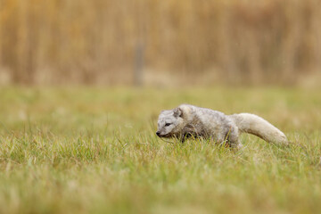 Arctic Fox, Vulpes lagopus, cute animal portrait in the nature habitat, grass meadow.  Polar fox in grass.