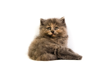 Cute kitten isolated on white background