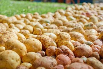 the harvested potatoes are dried on the grass after washing