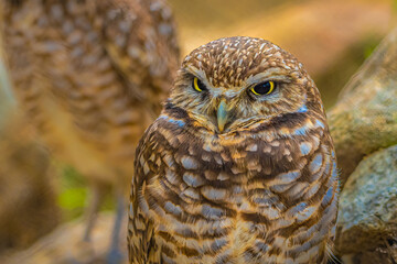 2021-04-12 A BURROWING OWL WITH VERY DISTINCT BLACK AND YELLOW EYES
